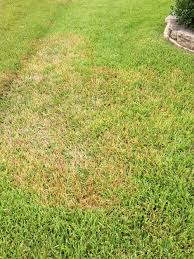 Example of an overwatered lawn